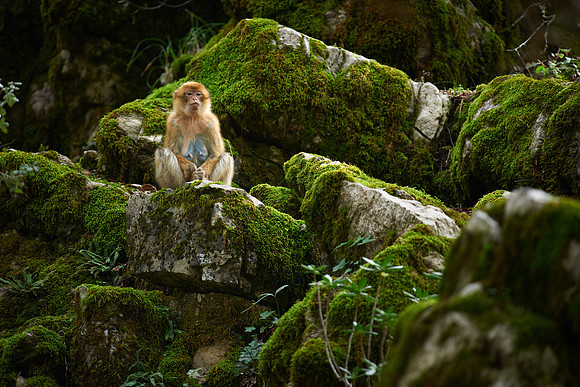 Searching for macaques in Morocco