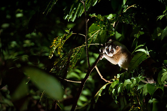 Andrew Walmsley Photography | Forest | Javan slow loris, Java