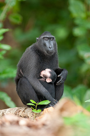 Sulawesi crested black macaques, Tangkoko forest, Sulawesi.