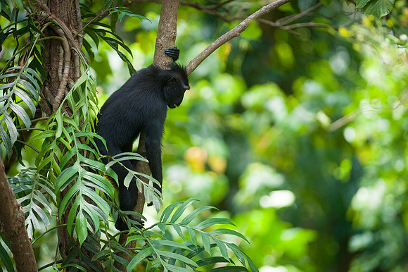 Sulawesi crested black macaques, Tangkoko forest, Sulawesi.