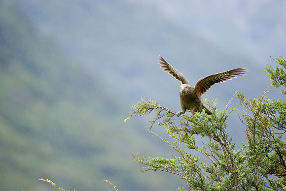 Balancing in the wind