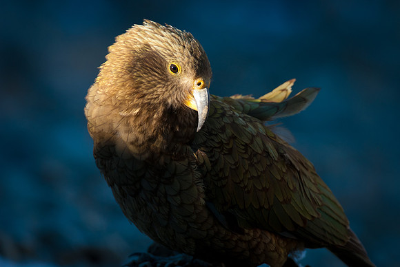 Kea catchlight