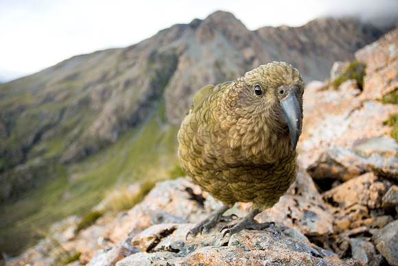 Curious Kea