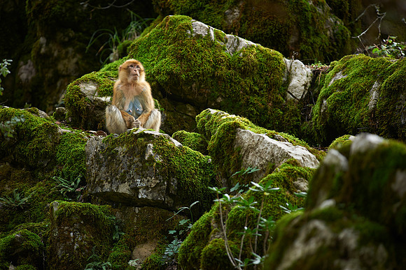Monkey in Moss