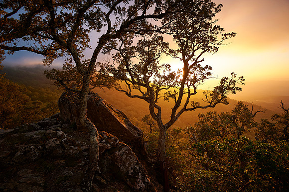 Golden Forest