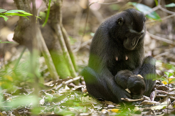 Mother macaque cradles her dead baby, Tangkoko, Sulawesi, Indonesia. 03/04/14