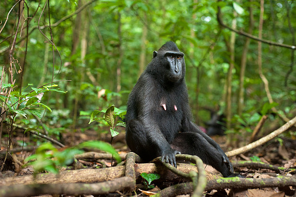Sulawesi crested black macaques, Tangkoko forest, Sulawesi.